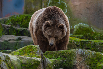 photograph of a brown bear in nature