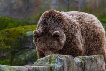 Naklejka premium photograph of a brown bear in nature
