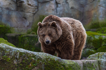 photograph of a brown bear in nature