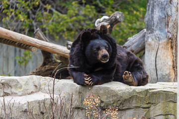photograph of a brown bear in nature
