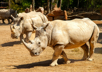 Rhinoceroses at the zoo sitting in the sun