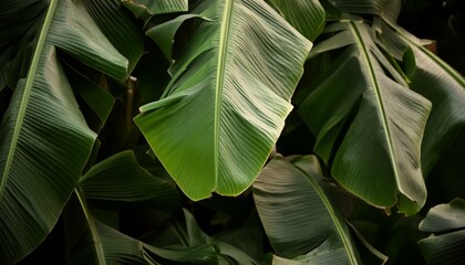 Banana leaves close up. Natural, green, tropical forest leaves background