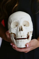 female dentist holds an anatomical model of the skull in her hands. anatomical skull for a dentist close-up in female hands