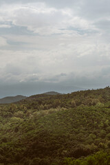 Obraz premium Leśne tereny