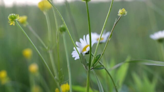 lunga ripresa, in tempo reale, con vista macro di alcuni fiori naturali bianchi e gialli e spontanei, in un campo in un ambiente di campagna, in estate, mossi leggermente dal vento, di giorno