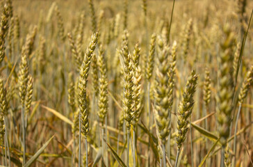 Rural scenery. Background of ripening Ears of Wheat field. Crops field. Selective focus. Field landscape. Close-up of wheat growing outdoors.