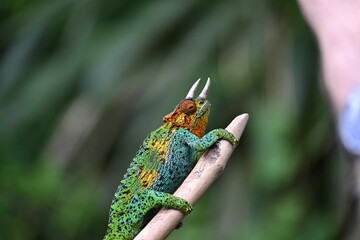 Horned Chameleon