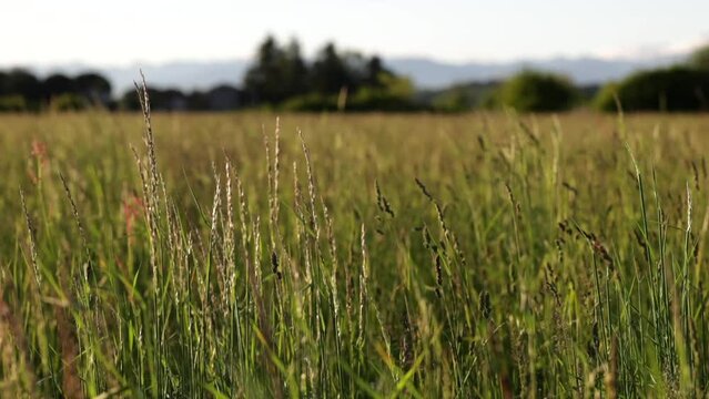 composizione che mostra un campo d'erba in un ambiente naturale di campagna, in primavera, con alberi e colline sfocate sullo sfondo
