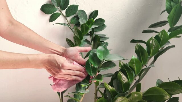 A womens hands , wiping the green leaves of the scheffler flower at home