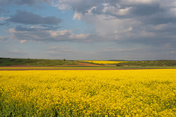 Agricultural landscape, yellow blooming rapeseed field