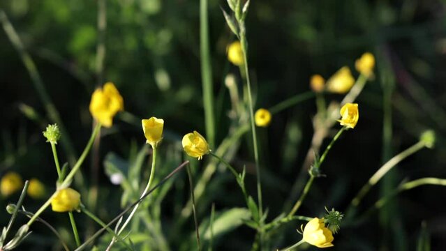 lunga ripresa macro in tempo reale che mostra dei fiori spontanei, di color giallo, in un prato verde, di giorno, in campagna, illuminati dal sole, in estate