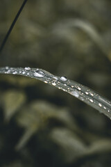 Close-up Plant Flower Flora Leaves Nature