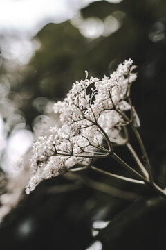 Close-up Plant Flower Flora Leaves Nature