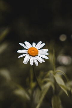 Close-up Plant Flower Flora Leaves Nature