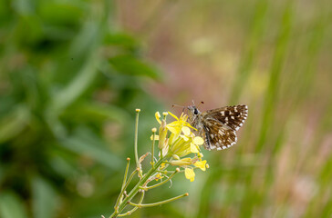 Aegean Hopper butterfly (Pyrgus melotis) on the plant