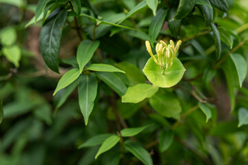 Yellow honeysuckle flower bud and leaves.