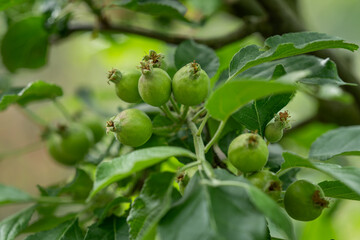 Green apple fruits and leaves.