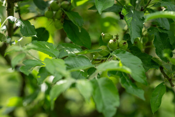 Green apple fruits and leaves.