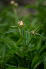 Peony bud with an ant.