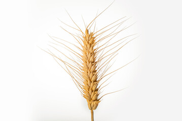 Ears of wheat isolated on white background