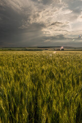 Green wheat field in countryside Agricultural field