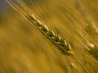 Closeup photo of golden wheat