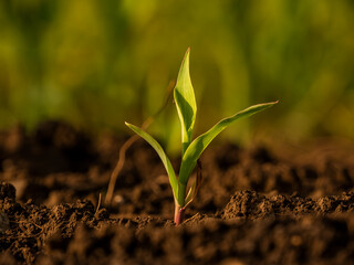 Young corn plant sprout growing