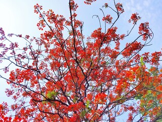 red autumn leaves and flowers of beautiful tree, nature 