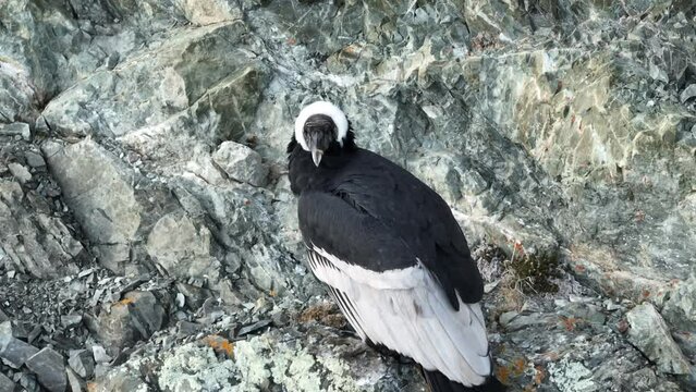 Condor Andino, hembra adulta en Patagonia Argentina