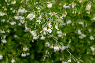 Izmir - Rosary tree (styrax officinalis) on Nif mountain