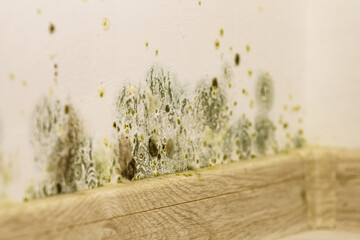 Mould and fungus growth on wall