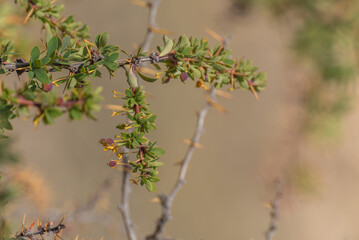 A branch of a Calafate tree, Berberis Microphylla, green leaves and small berrie in foreground