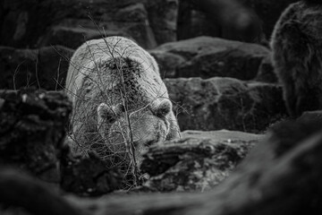 black and white photographs of a brown bear in the wild