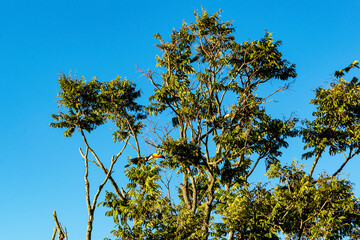 Toucan. Blue sky with clouds seen through the branches of a large tree. Advertising space. Horizontal.