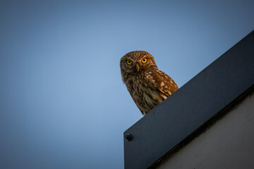 A little owl sits atop the roof and looks toward the camera lens on a sunny summer evening with a...