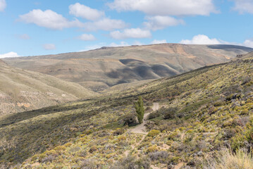 Fototapeta premium A mountain range in patagonian steppe with a lone tree in the middle of the field