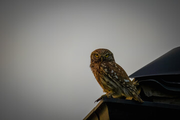 A little owl sits on the roof and looks toward the camera lens on a sunny summer evening with a...