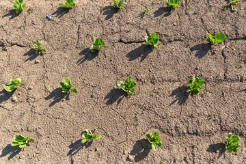 Young salad leaves grow in the field. Vegetable rows, agriculture. Landscape with agricultural lands. Selective focus
