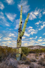 Carnegiea gigantea - giant cactus against a blue sky in the rock desert in Organ Pipe NP