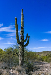 Carnegiea gigantea - giant cactus against a blue sky in the rock desert in Organ Pipe NP