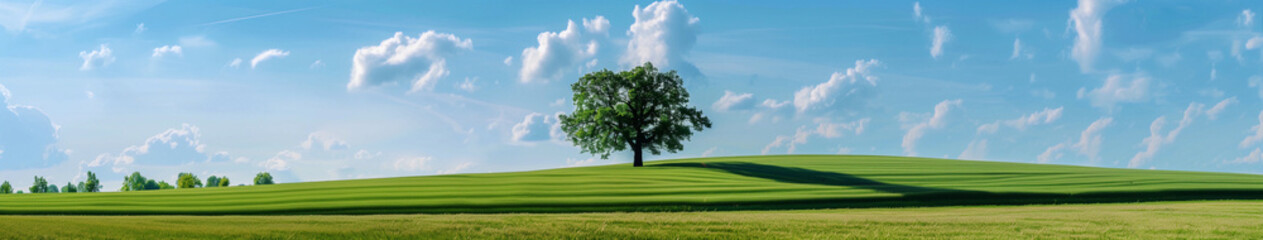 Fototapeta premium A tree is standing in a field with a blue sky in the background