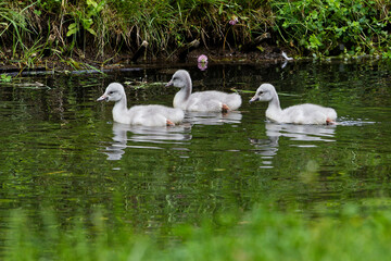 swans on the lake