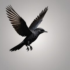 Obraz premium black bird fly in the sky