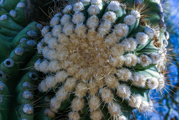 Carnegiea gigantea - giant cactus against a blue sky in the rock desert in Organ Pipe NP