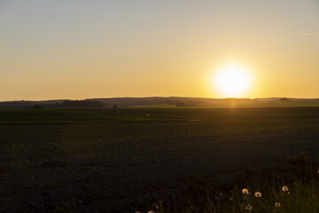 Fototapeta premium an agricultural field with corn during sunset