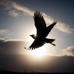 Fototapeta premium black bird fly in the sky