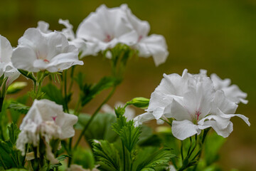 White geranium flower. Ceylanözü geranium. Turkish name: Canan flower.