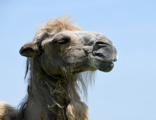 the head of a Bactrian camel (Camelus bactrianus) against a clear blue sky