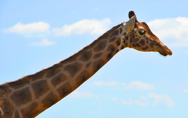 The head and neck of a large giraffe ( Giraffa camelopardalis) extended against a blue sky