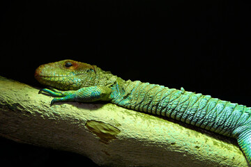 A large green lizard with a colorful head basking on a branch against a black background 